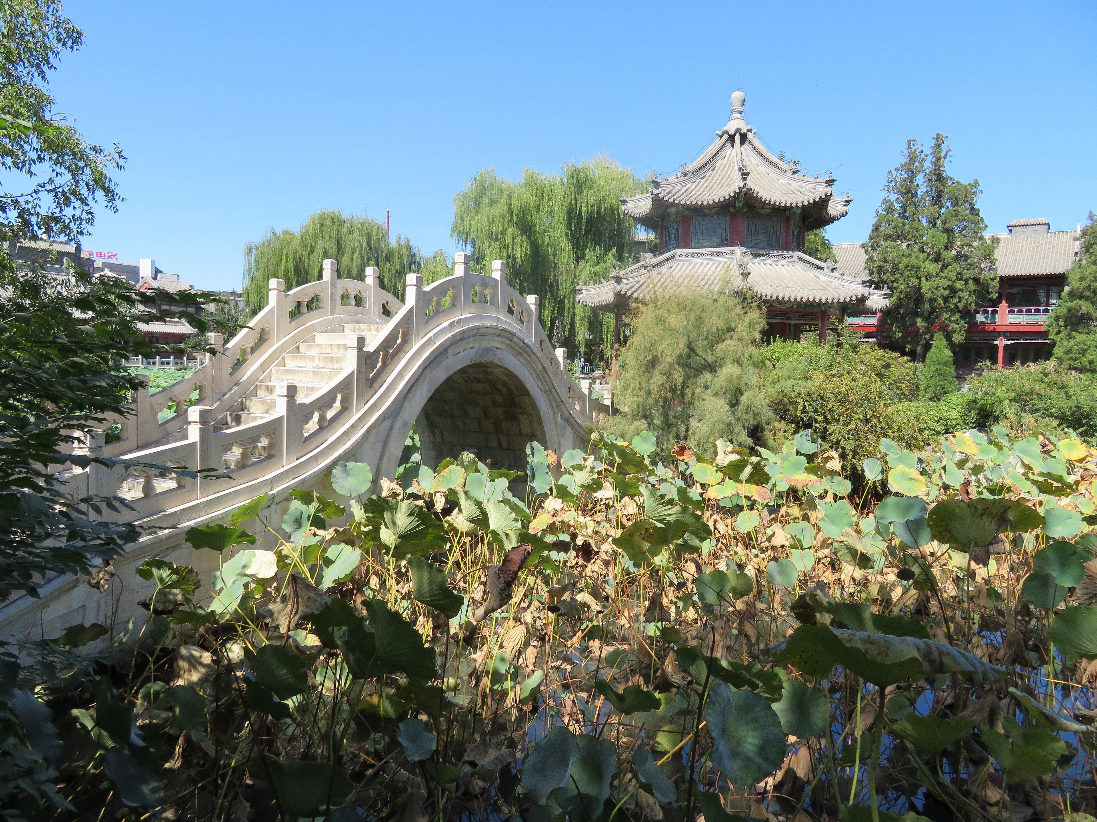 古莲花池景点图片