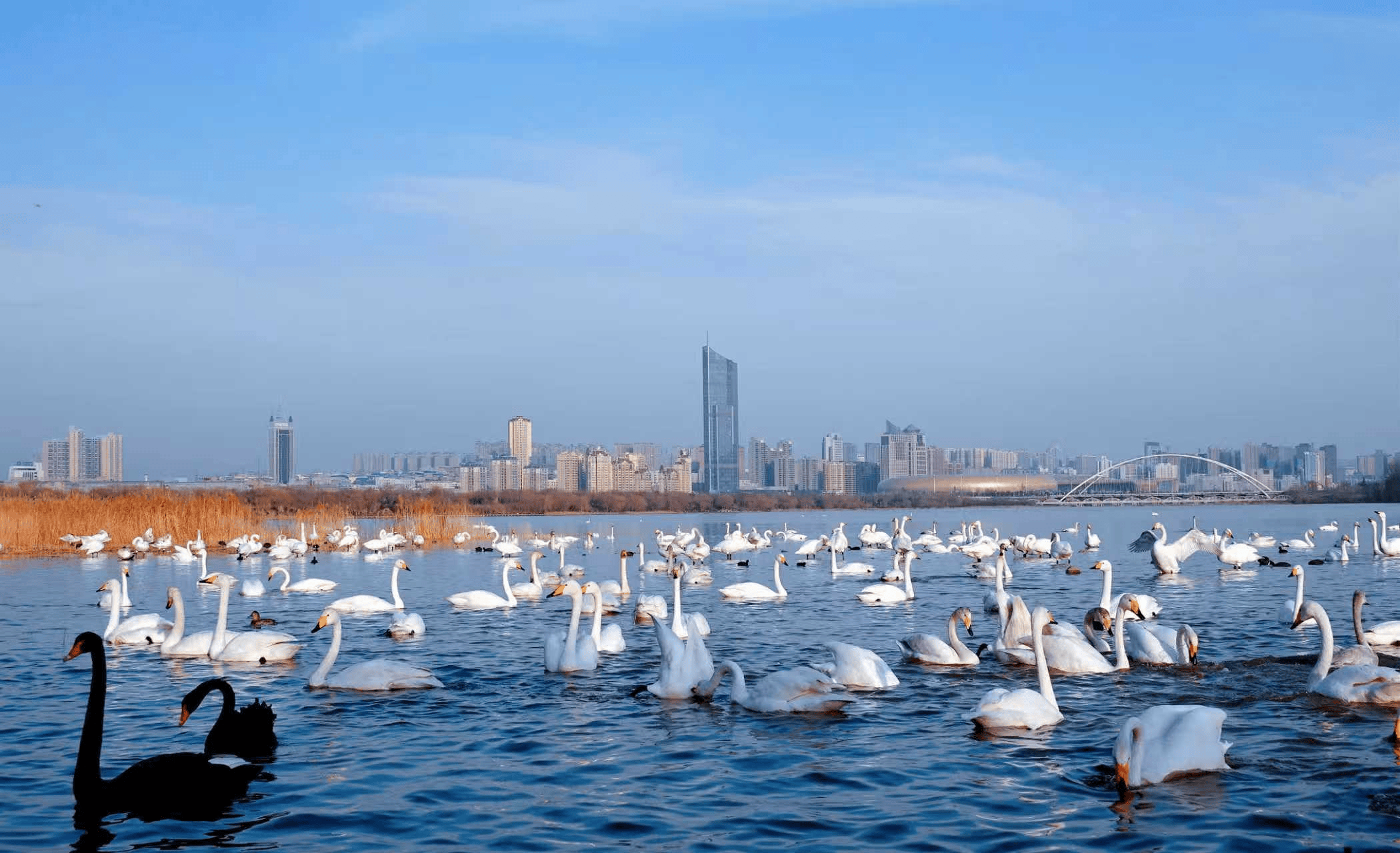 三门峡市天鹅湖旅游度假区景点图片