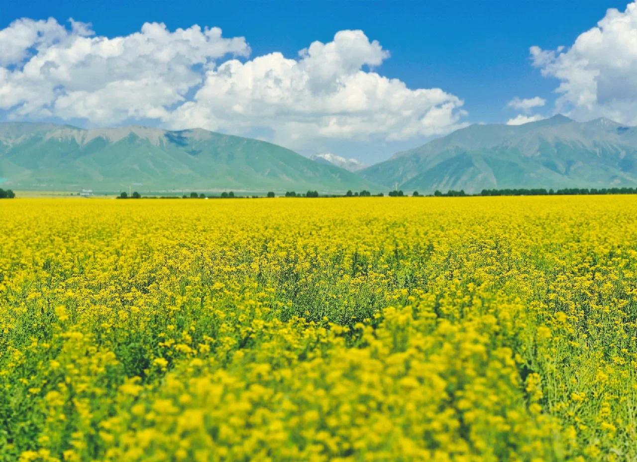 门源百里油菜花景点图片